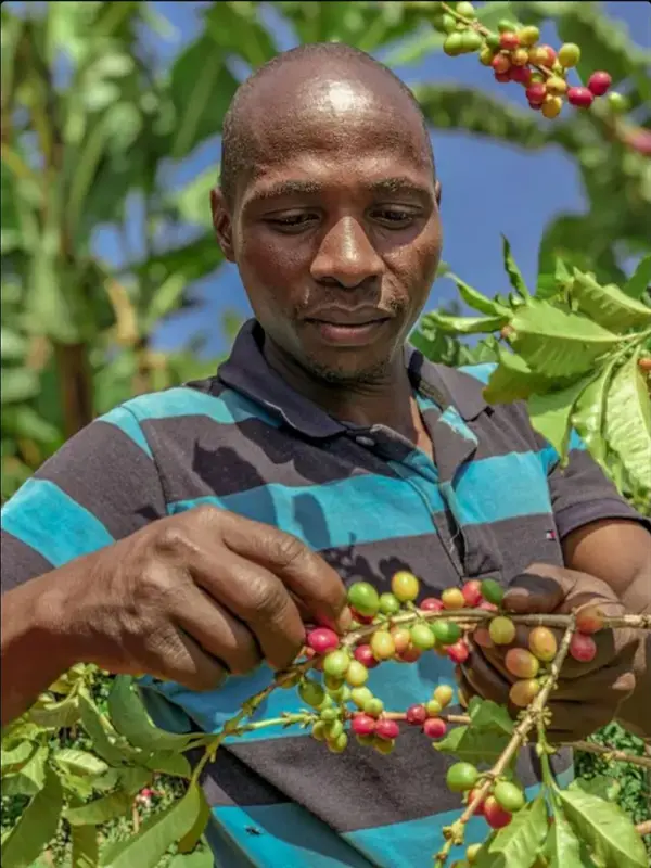 Joel coffee farmer in Sipi