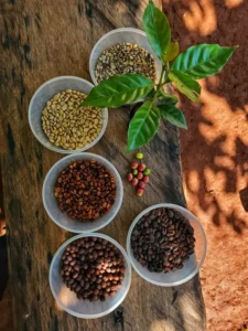 coffee at different stages